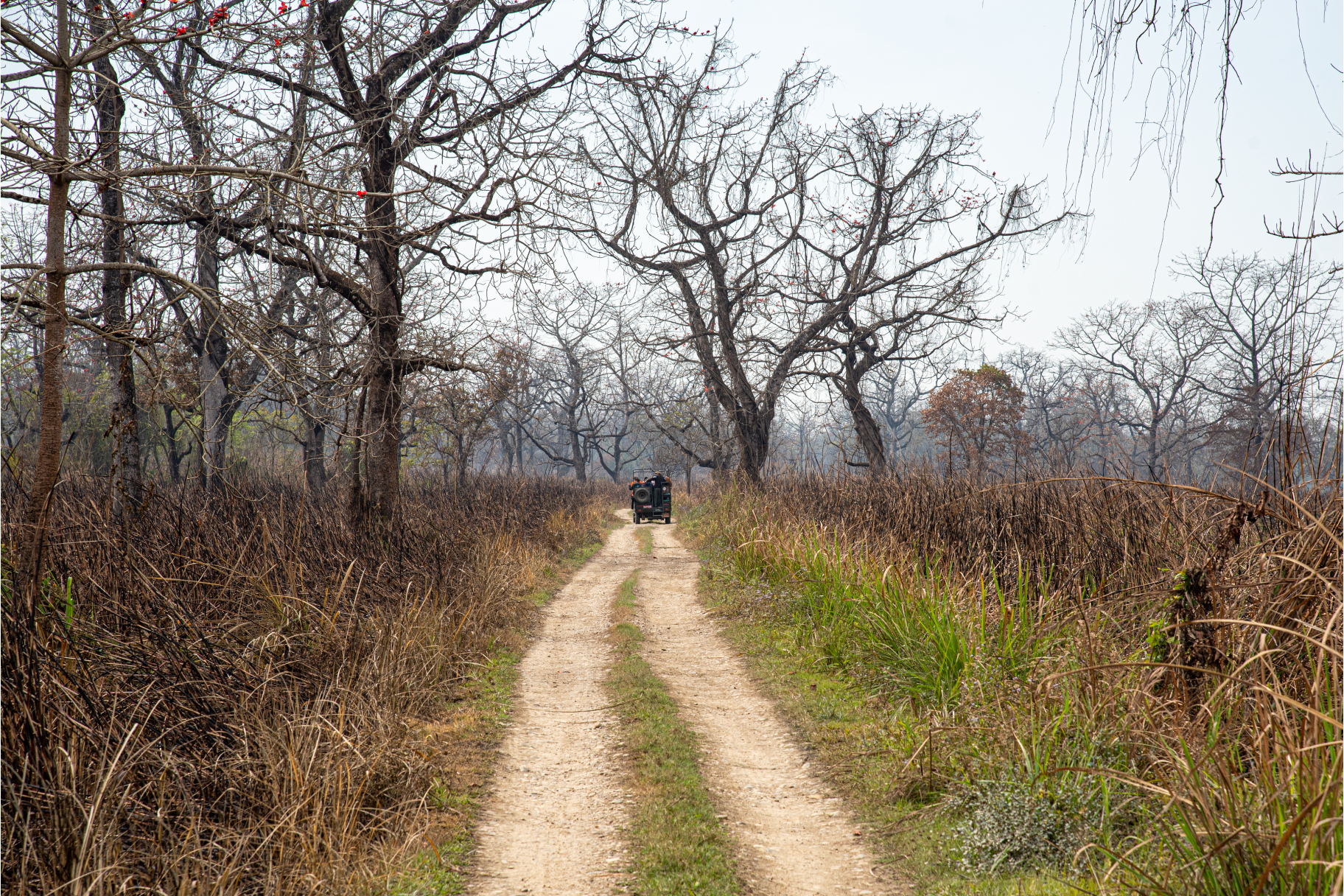 Incredible safaris in Incredible India